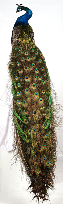 Taxidermy Peacock