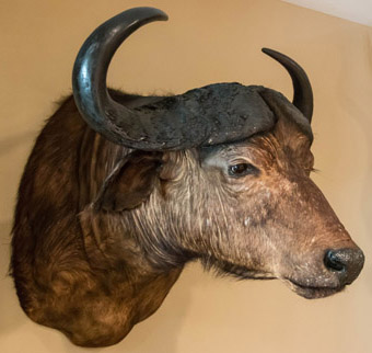 Cape Buffalo