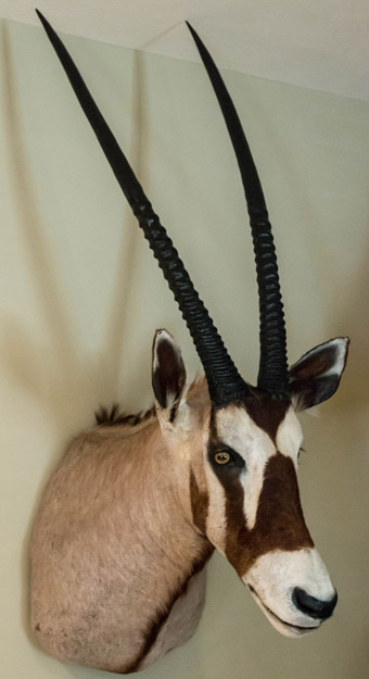 Gemsbok