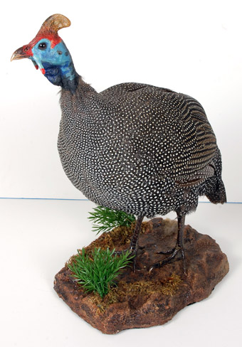 Guinea Fowl