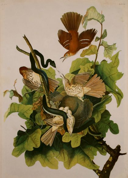 Havell and Bien Double Elephant Folio Prints after John James Audubon