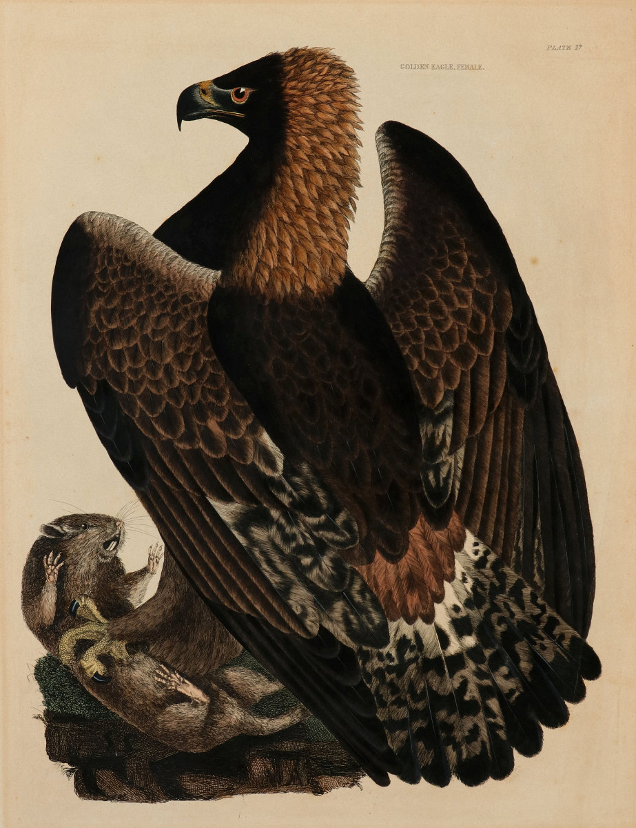 PRIDEAUX JOHN SELBY, GOLDEN EAGLE FEMALE, C. 1820