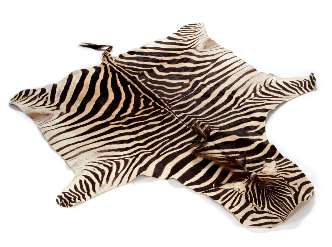 A TANNED HIDE AFRICAN ZEBRA SKIN RUG