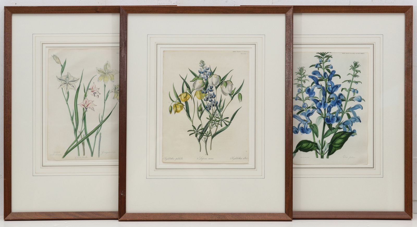 CIRCA 1835 BOTANICAL LITHOGRAPHS AFTER SARAH DRAKE