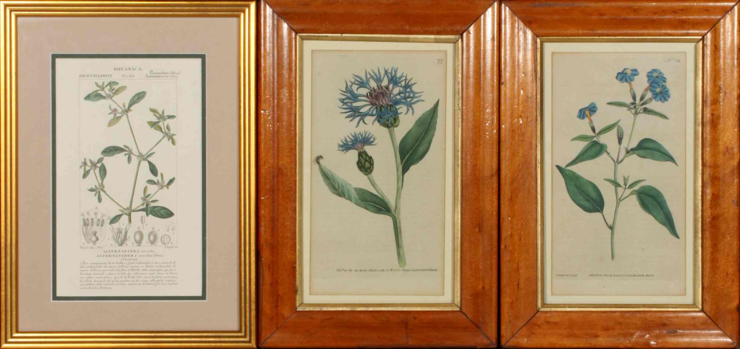 THREE 18TH CENTURY BOTANICAL PRINTS