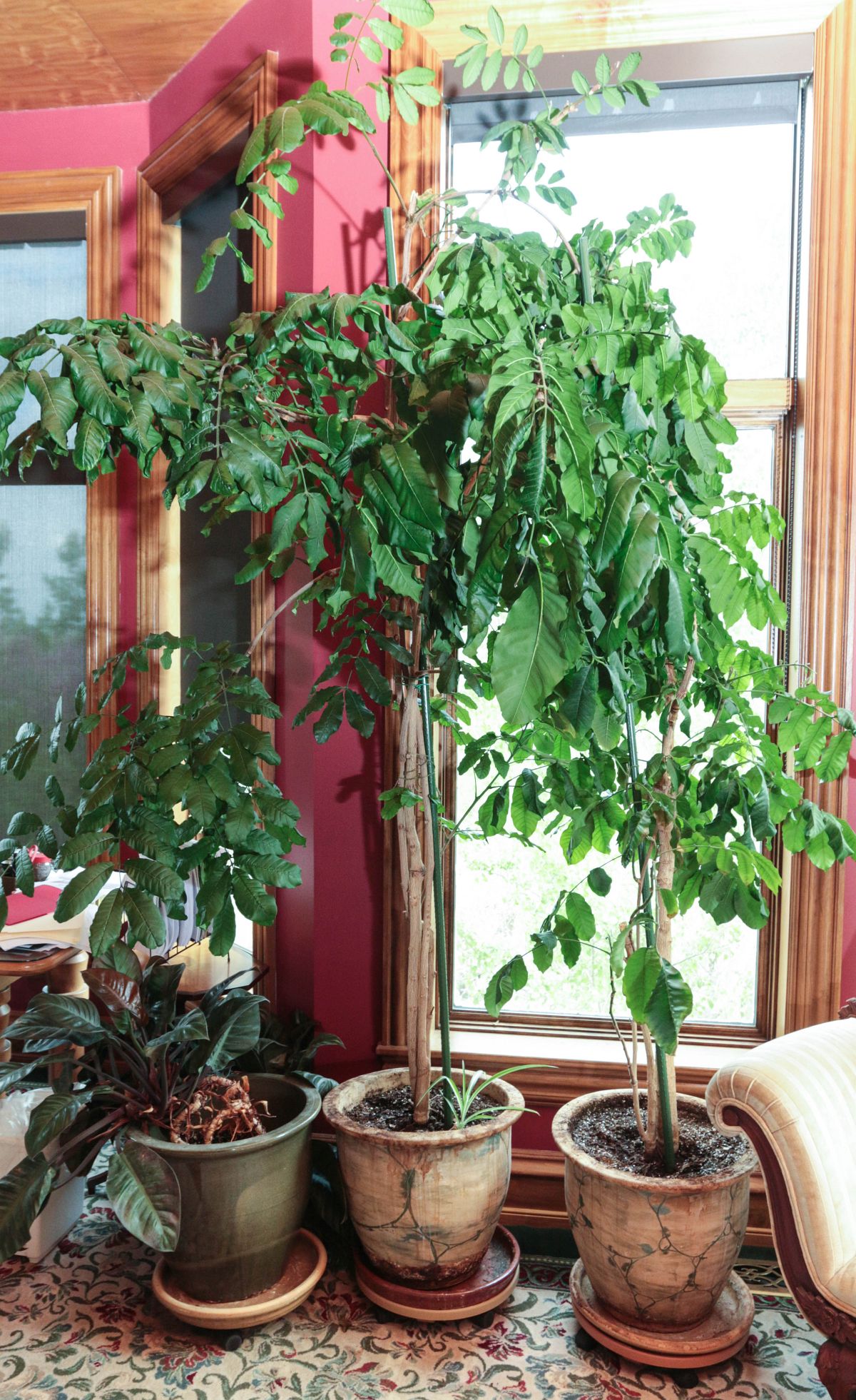 THREE POTTERY JARDINIERES WITH LIVE PLANTS