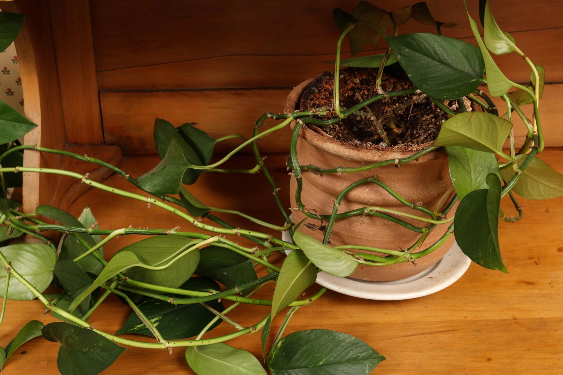 A VERY LONG POTTED PHILODENDRON