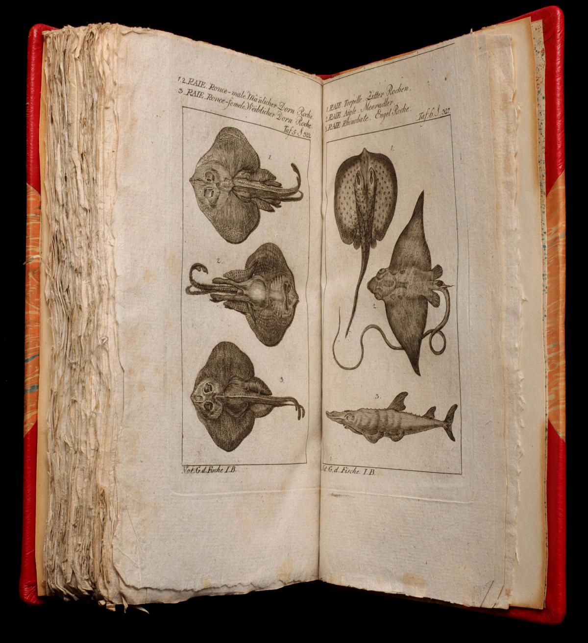 ICHTYOLOGY: BERNARD GERMAIN ETIENNE FOUR VOLS 1799-1804