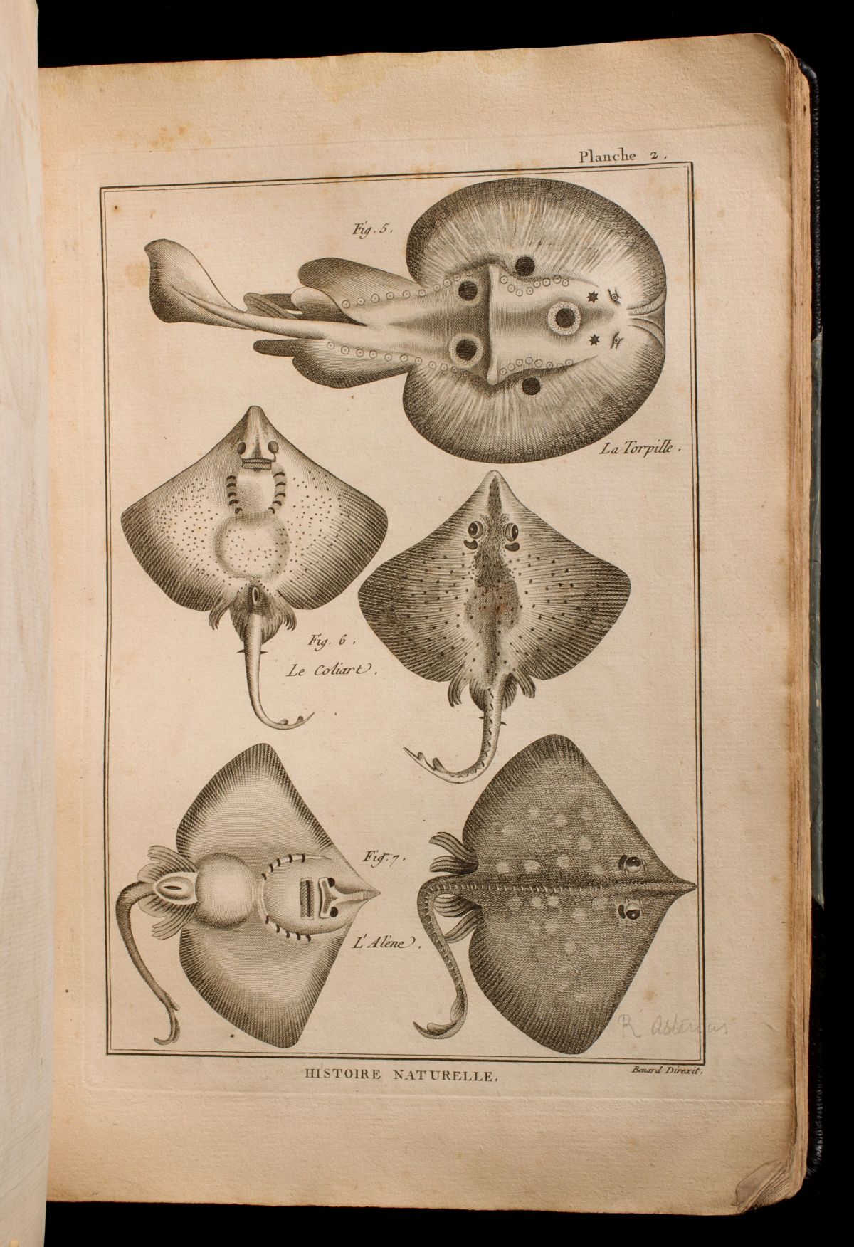 BONNATERRE: ENCYCLOPEDIC..KINGDOMS...ICHTHYLOGIE 1788