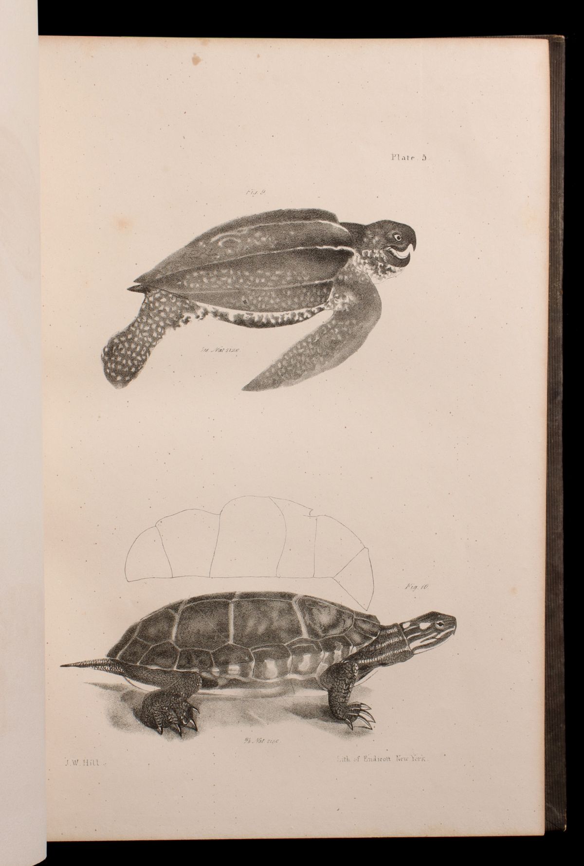 DE KAY, JAMES E. NATURAL HISTORY OF NEW YORK, 1842