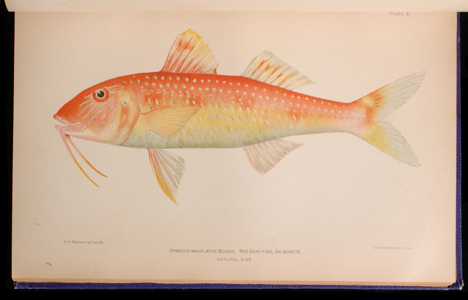 FISHES AND FISHERIES OF PORTO RICO [sic] 1900