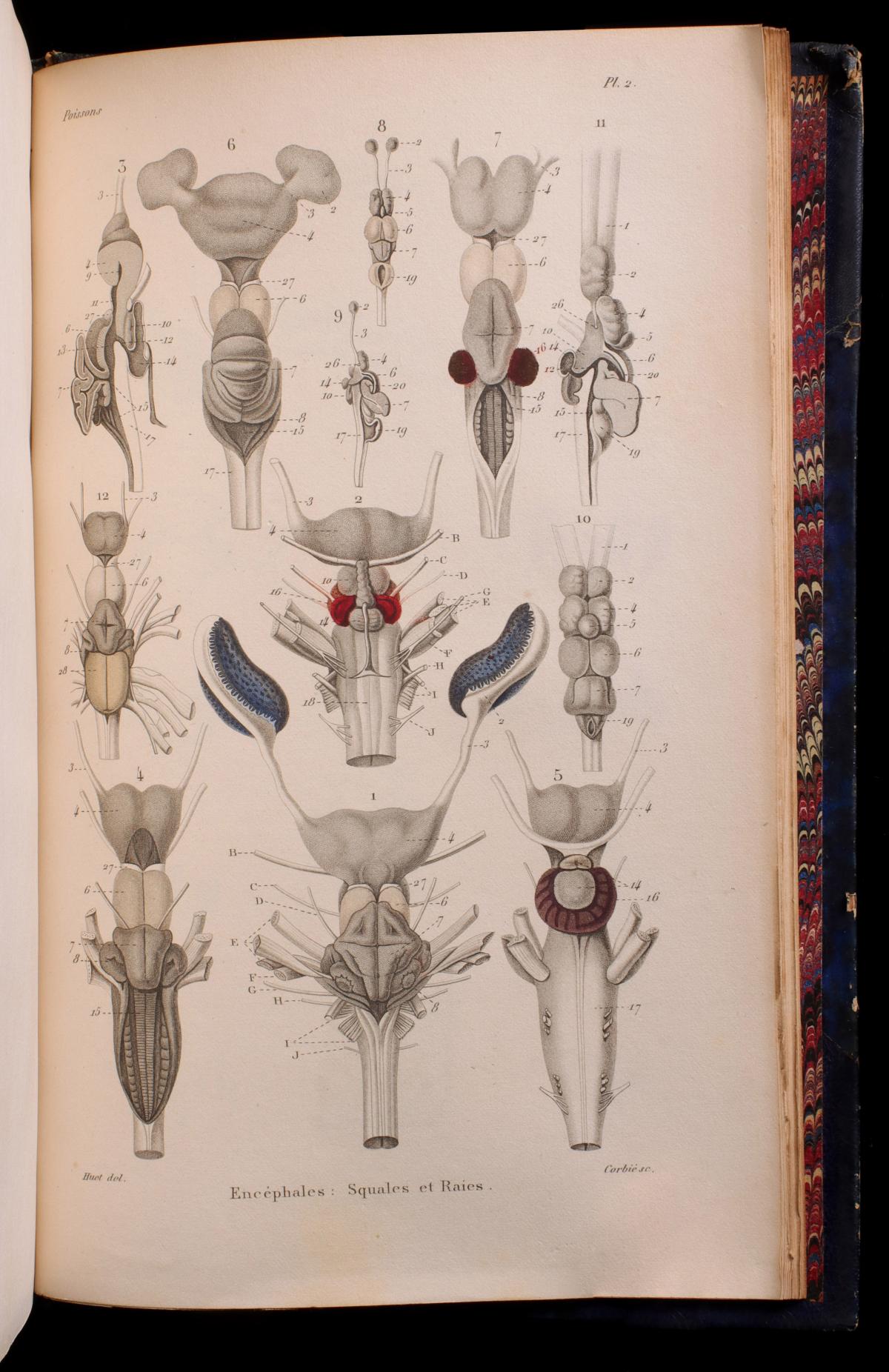 DUMERIL: HISTOIRE NATURELLE DES POISSONS, 1865