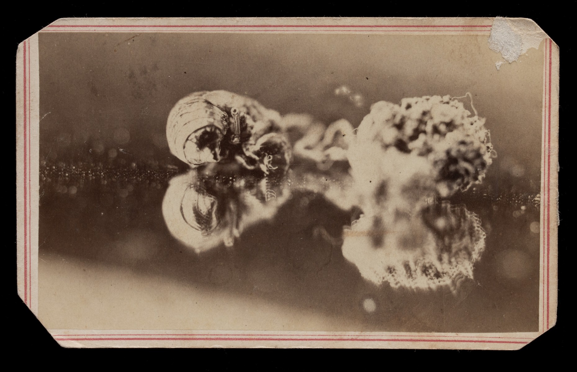 HENRY DOERR 19TH CENT PHOTOGRAPHS OF INSECTS AND FUNGI