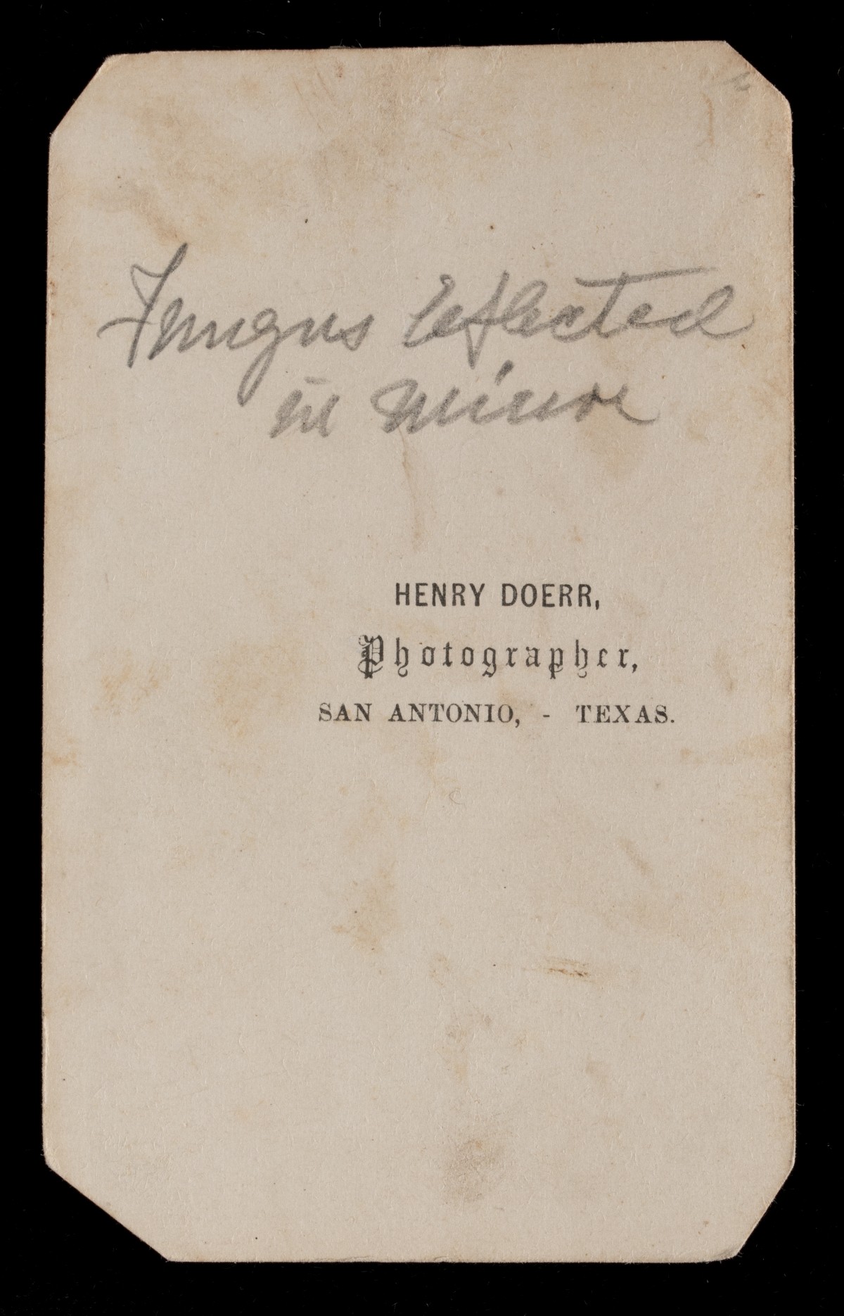 HENRY DOERR 19TH CENT PHOTOGRAPHS OF INSECTS AND FUNGI