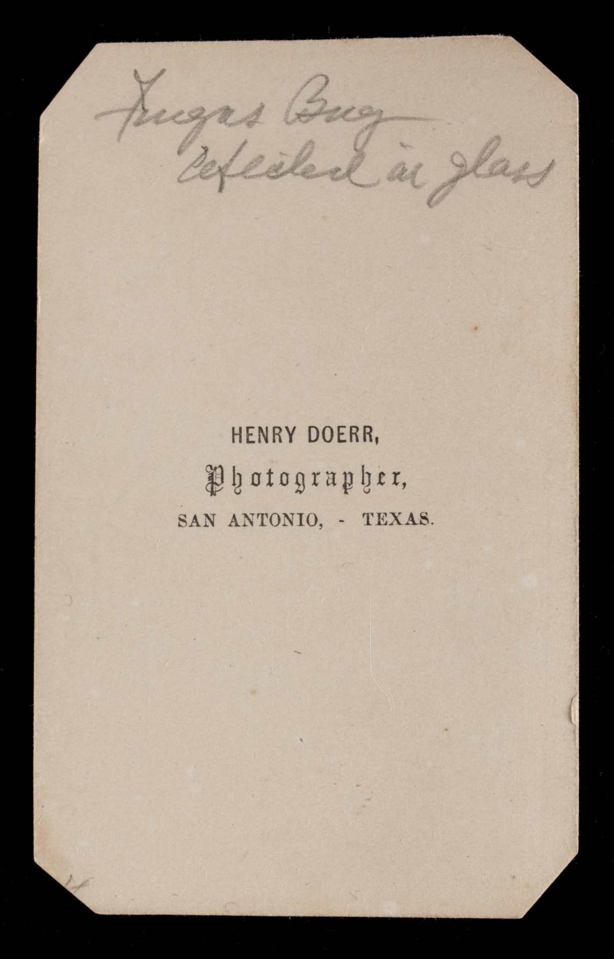 HENRY DOERR 19TH CENT PHOTOGRAPHS OF INSECTS AND FUNGI