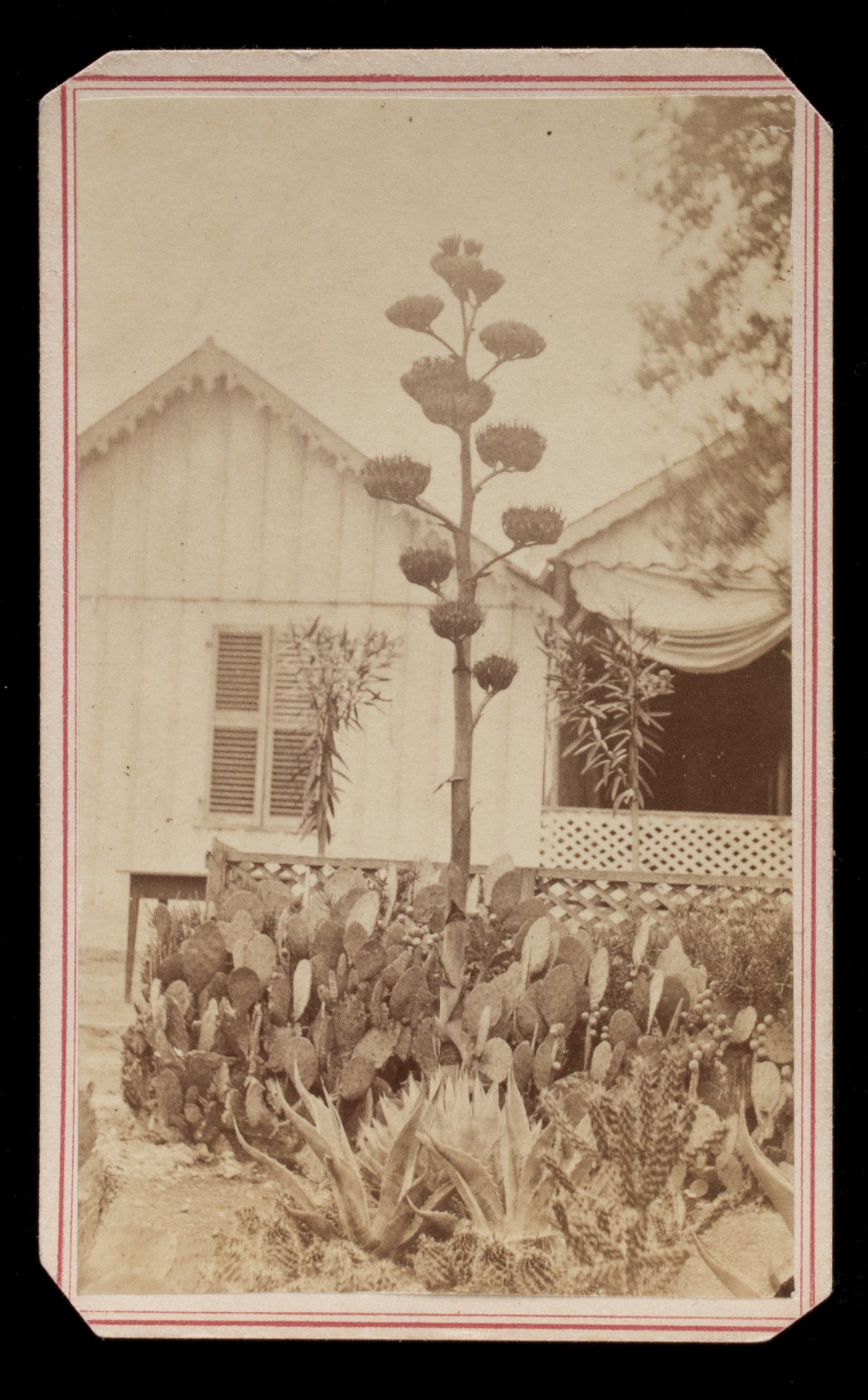 HENRY DOERR 19TH CENT PHOTOGRAPHS OF INSECTS AND FUNGI