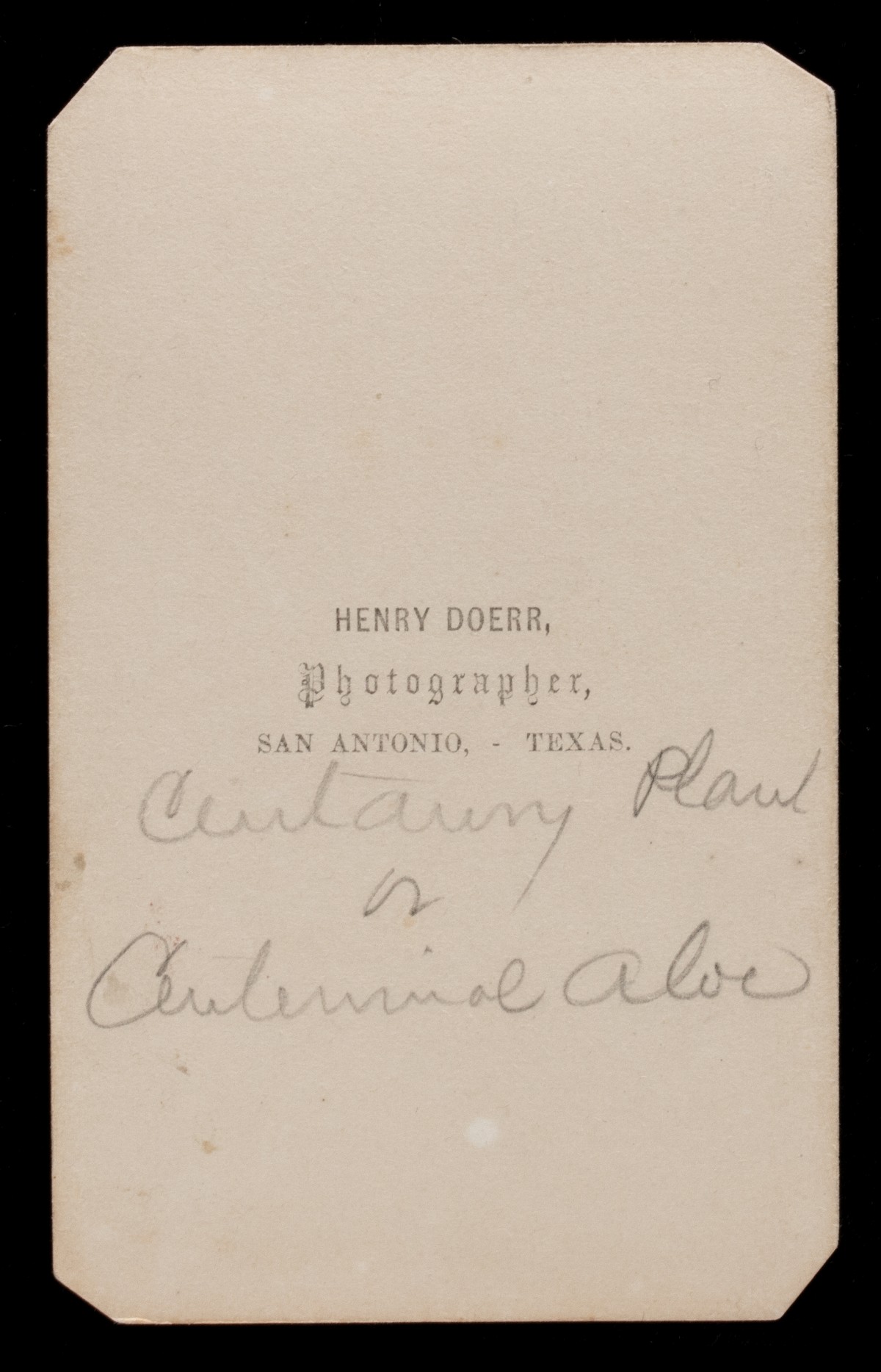 HENRY DOERR 19TH CENT PHOTOGRAPHS OF INSECTS AND FUNGI