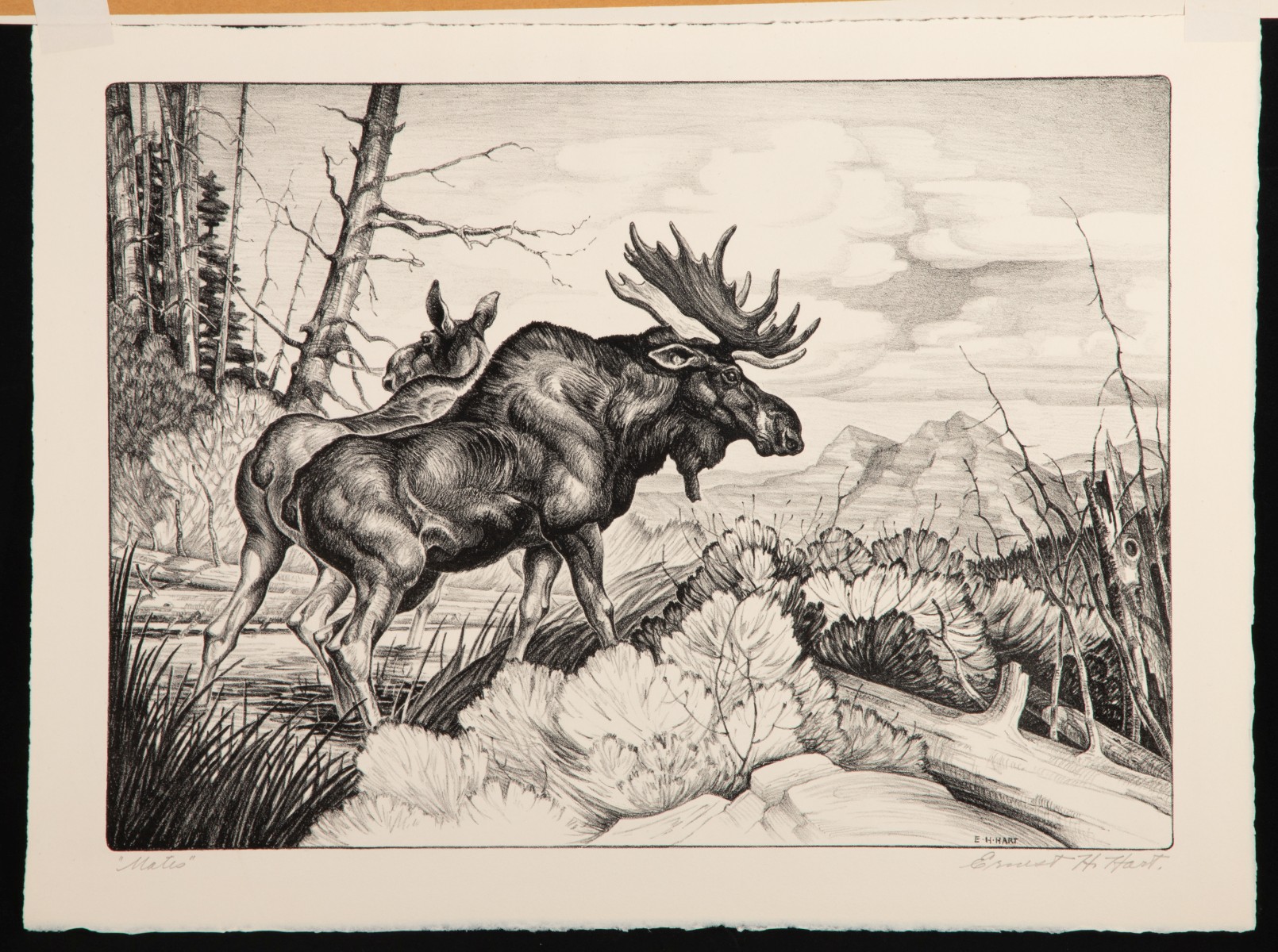 MELVILLE WIRE, ERNEST HART, RUSSELL SHERMAN AAA PRINTS